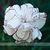 White Crimson Rim Flower Seeds for Planting - NON GMO Seeds
