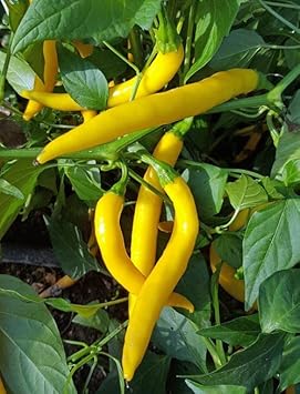 Yellow Chilli Vegetable Seeds for Planting heirloom & Non-GMO Seeds