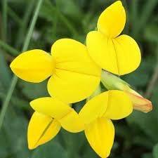 Birdsfoot Flower Seeds for Planting - 100 pcs