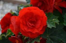 Tuberous Begonia Red Flower Seeds for Planting - NON GMO Seeds