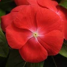Vinca Orange Flower Garden Seeds for Planting - NON GMO Seeds