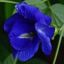 Heirloom Non-GMO Clitoria Ternatea Flower Seeds for Planting – Blooms for Herbal and Vertical Gardens