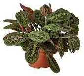 Maranta Leuconeura Plant Seeds - 100 pcs
