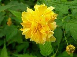 Kerrie Flower Seeds for Planting 100 pcs