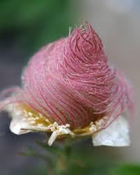 Triflorum Flower Seeds for Planting – 100 pcs
