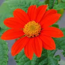 Mexican Flower Seeds for Planting - 100 Pcs pcs