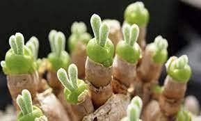 Rabbit Ears Succulent Plant Seeds for Planting - NON GMO Seeds