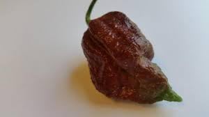 Carolina Vegetable Seeds for Planting, 100 Pcs pcs