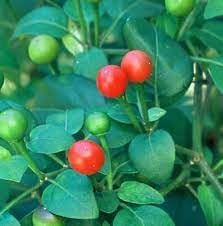 Chiltepín Pepper Vegetable Seeds for Planting