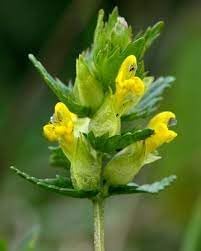 Yellow Rattle Flower Seeds for Planting