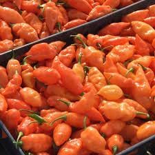 Habanada Pepper Seeds for Planting, 100 Pcs pcs