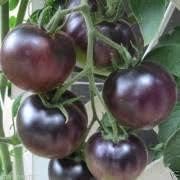 Dark Blue Tomato Seeds for Planting - 100 Pcs pcs