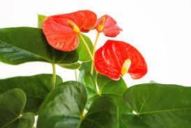 Anthurium Plant Seeds for Planting - 100 pcs