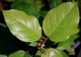 Green Gaultheria Seeds for Planting - 100 Pcs pcs