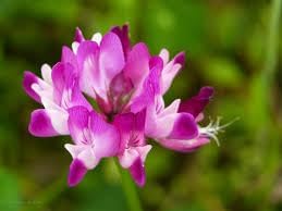 Astragalus Flower Seeds for Planting, NON GMO Seeds