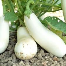 Gretel Eggplant Solanum melongena seeds for garden planting