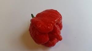 Butch T Scorpion Pepper for Planting heirloom & Non-GMO Seeds