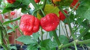 Trinidad Pepper Seeds for Planting, 100 Pcs pcs