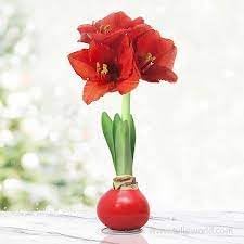 Heirloom Amaryllis Flower Seeds for Planting 100 pcs - Amaryllis for planting in home garden