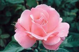 Rose Queen Elizabeth Plant Seeds for Planting Non-GMO Heirloom Garden Seeds for Growing