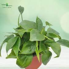 Heirloom Philodendron Plant Seeds for Indoor or Garden Planting, Non-GMO, Lush Tropical Foliage - Philodendron for planting in home garden