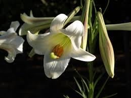 Lilium Longiflorum Flower Seeds – Heirloom Non-GMO Seeds for Fragrant and Elegant Garden Planting - Longiflorum for planting in home garden