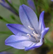 Fabiola Flower Seeds for Planting, NON GMO Seeds