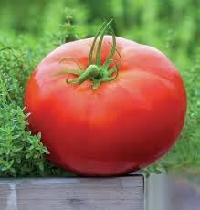 Whopper Tomato Solanum lycopersicum seeds for garden planting