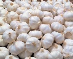 Garlic Plant Seeds for Planting - Fresh and Organic - heirloom & Non GMO Seeds