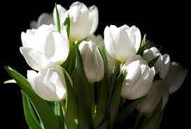 White Tulip Flower Seeds for Planting – Non-GMO, Heirloom, Premium Quality