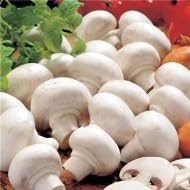 White Mushroom Seeds for Planting - 100 Pcs pcs