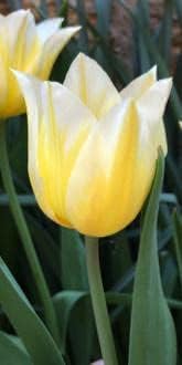 Yellow White Tulip Flower Seeds for Planting – Heirloom, Non-GMO, Beautiful Blooms