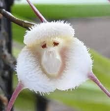 White Monkey Face Orchid Plant Seeds for Planting - Heirloom and Garden Seeds for Home, GMO Free