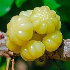 Starfruit Seeds for Growing Sweet and Exotic Tropical Fruit Trees 100 Pcs pcs