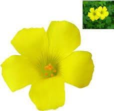 Sorrel Flower Seeds for Planting - NON GMO Seeds