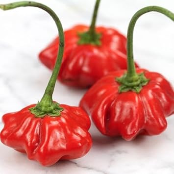 Aji Brazilian Starfish Pepper Seeds for Planting heirloom & Non-GMO Seeds