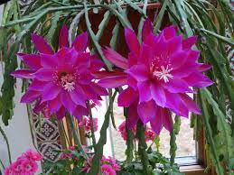 Heirloom Pink Epiphyllum Oxypetalum Flower Seeds for Planting – Non-GMO, Rare Fragrant Night Blooms