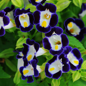 Torenia Kauai Flower Seeds for Planting 100 pcs