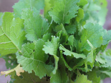 Seventop Turnip vegetable seeds for Planting - heirloom & Non-GMO Garden Seeds