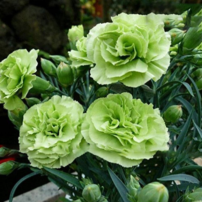 Heirloom Non-GMO Carnation Dianthus Caryophyllus Flower Seeds for Planting - Non-GMO for planting in home garden