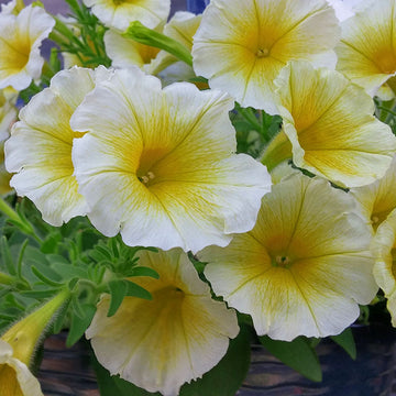 Yellow and White Petunia Flower Seeds for Planting - Heirloom, NON-GMO, Easy to Grow Blooms