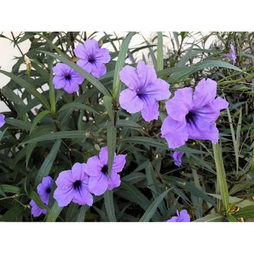 Heirloom Ruellia humilis Seeds – Non-GMO Flower Seeds for Planting