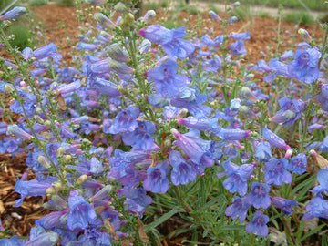 Penstemon Heterophyllus Flower Seeds for Planting - 100 pcs