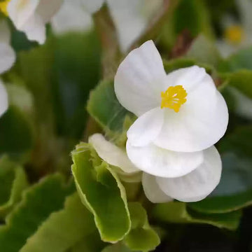 White Begonia Flower Seeds – Heirloom, Non-GMO Seeds for Planting Elegant Garden Blooms