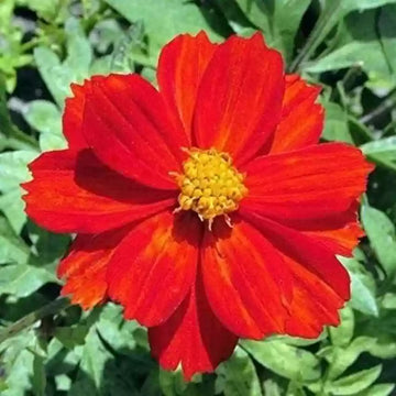 Red Cosmos Flower Seeds for Planting – Vibrant Garden Blooms, Non-GMO, Heirloom