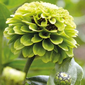 Envy Zinnia Flower Seeds for Planting – Vibrant Heirloom, Non-GMO Seeds for Your Garden