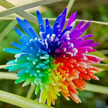 Rainbow Chrysanthemum Flower Seeds for Planting - NON GMO Seeds