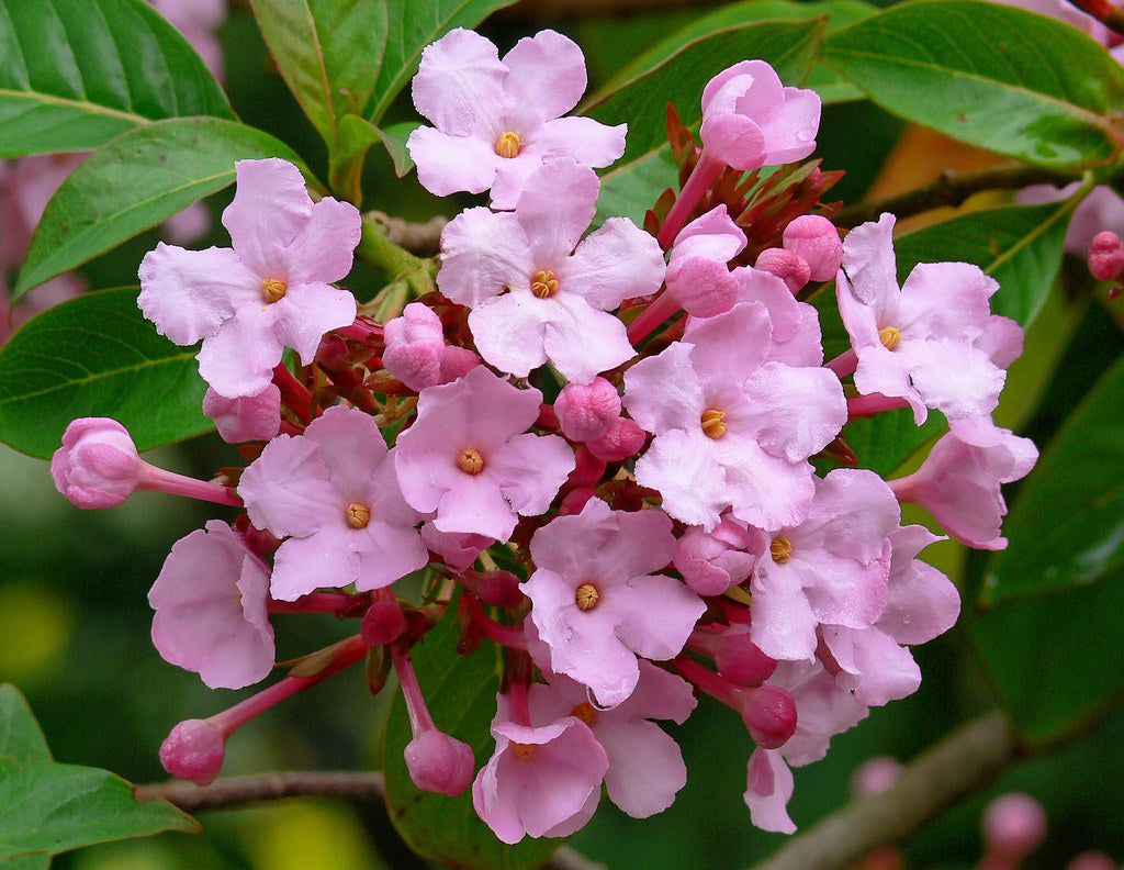 Luculia Gratissima Flower Seeds â€“ Fragrant Pink Blooms for Garden & Balcony Planting for planting in home garden