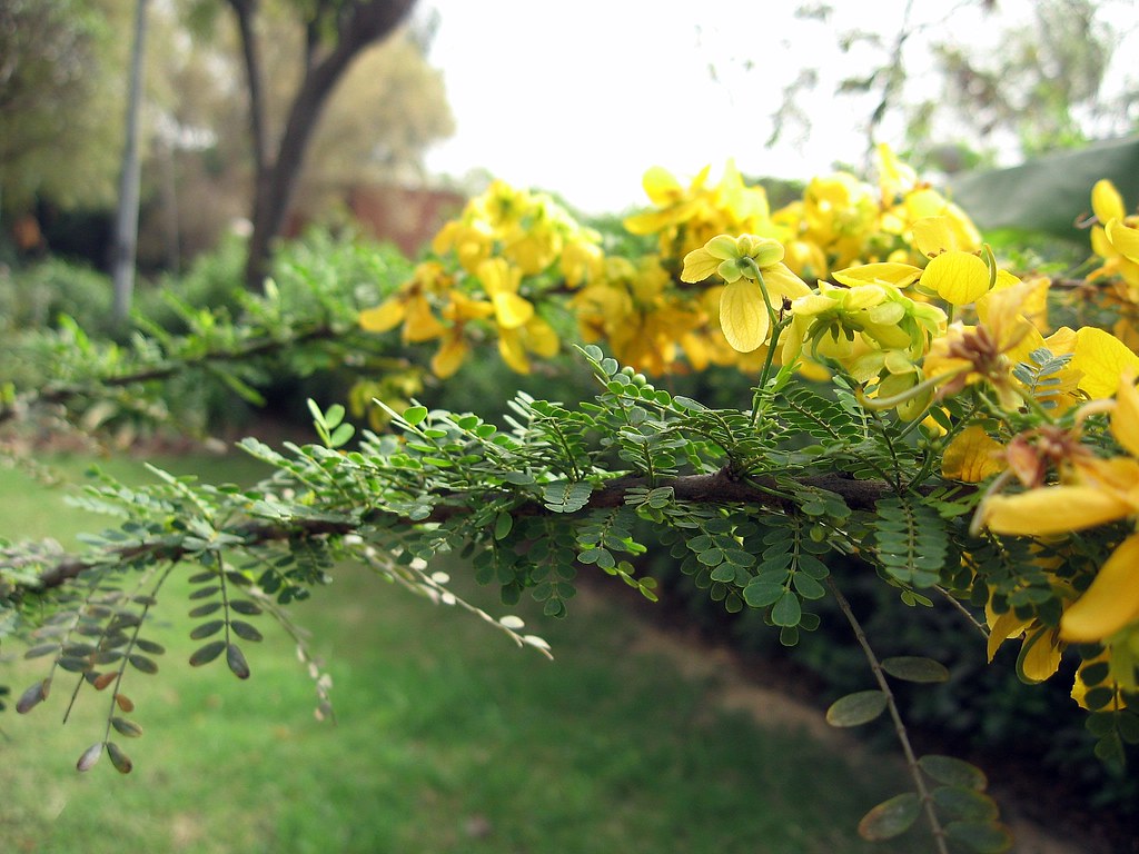 Heirloom Cassia Biflora Flower Seeds, Non-GMO Bright Blooms for Planting - Cassia for planting in home garden
