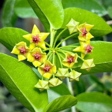 Hoya Carnosa Flower Seeds – Heirloom Non-GMO Seeds for Garden Planting